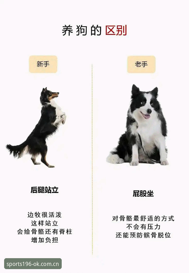 体育最新版安卓安卓版 196体育官网安卓版下载使用指南:从新手到老手的完整攻略